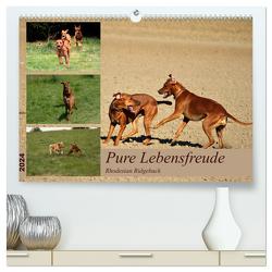 Rhodesian Ridgeback, Pure Lebensfreude (hochwertiger Premium Wandkalender 2024 DIN A2 quer), Kunstdruck in Hochglanz von Behrens,  Dagmar