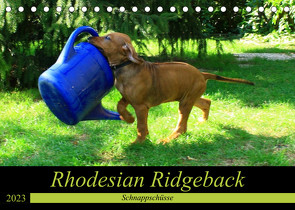 Rhodesian Ridgeback – Schnappschüsse – (Tischkalender 2023 DIN A5 quer) von Behrens,  Dagmar