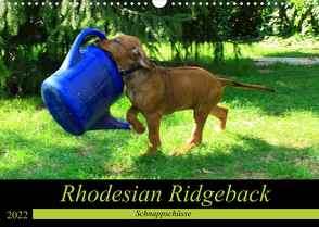 Rhodesian Ridgeback – Schnappschüsse – (Wandkalender 2022 DIN A3 quer) von Behrens,  Dagmar