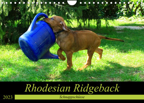 Rhodesian Ridgeback – Schnappschüsse – (Wandkalender 2023 DIN A4 quer) von Behrens,  Dagmar