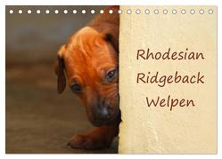 Rhodesian Ridgeback Welpen (Tischkalender 2024 DIN A5 quer), CALVENDO Monatskalender von van Wyk,  Anke