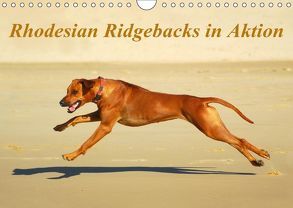 Rhodesian Ridgebacks in AktionAT-Version (Wandkalender 2019 DIN A4 quer) von van Wyk - www.germanpix.net,  Anke