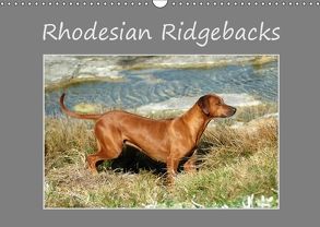 Rhodesian Ridgebacks (Wandkalender 2018 DIN A3 quer) von van Wyk - www.germanpix.net,  Anke