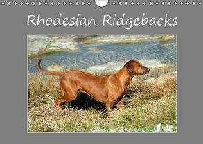 Rhodesian Ridgebacks (Wandkalender 2018 DIN A4 quer) von van Wyk - www.germanpix.net,  Anke