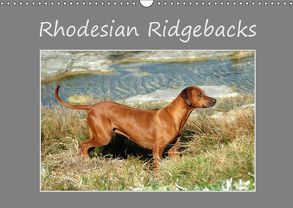 Rhodesian Ridgebacks (Wandkalender 2019 DIN A3 quer) von van Wyk - www.germanpix.net,  Anke