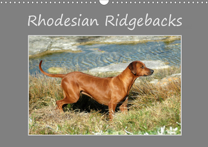 Rhodesian Ridgebacks (Wandkalender 2020 DIN A3 quer) von van Wyk - www.germanpix.net,  Anke