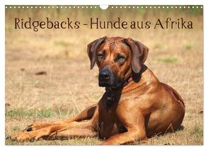 Ridgebacks – Hunde aus Afrika (Wandkalender 2024 DIN A3 quer), CALVENDO Monatskalender von Bodsch,  Birgit