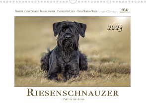 Riesenschnauzer – Partner fürs Leben (Wandkalender 2023 DIN A3 quer) von Wrede - Wredefotografie,  Martina