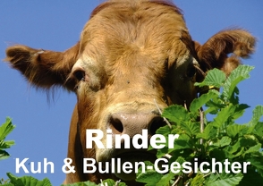 Rinder • Kuh & Bullen-Gesichter (Posterbuch DIN A2 quer) von Stanzer,  Elisabeth