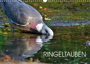 Ringeltauben (Wandkalender 2023 DIN A3 quer) von Jäger,  Anette