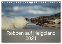 Robben auf Helgoland 2024 (Wandkalender 2024 DIN A4 quer), CALVENDO Monatskalender von Leimer,  Stefan