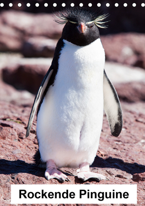 Rockende Pinguine (Tischkalender 2020 DIN A5 hoch) von Reuke,  Sabine