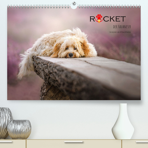 Rocket der Havaneser (Premium, hochwertiger DIN A2 Wandkalender 2023, Kunstdruck in Hochglanz) von Dittmann,  Bettina