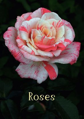 Roses (Posterbuch DIN A4 hoch) von Marx,  Andrea