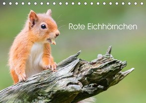 Rote Eichhörnchen (Tischkalender 2020 DIN A5 quer) von Fotografie,  Em-Jott