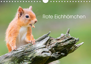 Rote Eichhörnchen (Wandkalender 2020 DIN A4 quer) von Fotografie,  Em-Jott