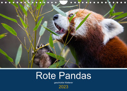 Rote Pandas – geschickte Kletterer (Wandkalender 2023 DIN A4 quer) von the Snow Leopard,  Cloudtail