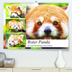 Roter Panda. Die superknuddeligen Katzenbären (Premium, hochwertiger DIN A2 Wandkalender 2022, Kunstdruck in Hochglanz) von Hurley,  Rose