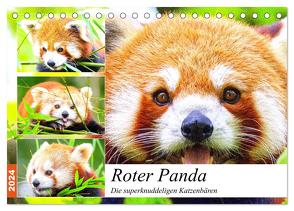 Roter Panda. Die superknuddeligen Katzenbären (Tischkalender 2024 DIN A5 quer), CALVENDO Monatskalender von Hurley,  Rose