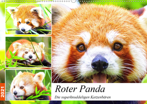 Roter Panda. Die superknuddeligen Katzenbären (Wandkalender 2021 DIN A2 quer) von Hurley,  Rose