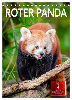 Roter Panda (Tischkalender 2024 DIN A5 hoch), CALVENDO Monatskalender von Roder,  Peter