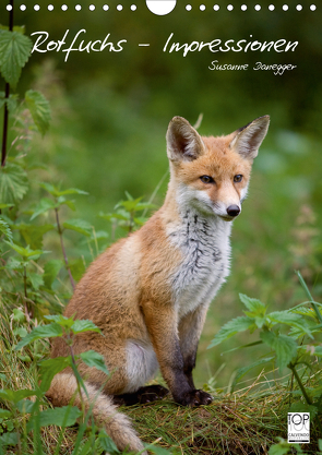 Rotfuchs – Impressionen (Wandkalender 2021 DIN A4 hoch) von Danegger,  Susanne