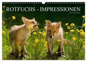 Rotfuchs – Impressionen (Wandkalender 2024 DIN A3 quer), CALVENDO Monatskalender von Danegger,  Susanne