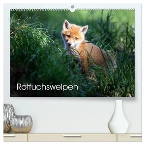 Rotfuchswelpen (hochwertiger Premium Wandkalender 2024 DIN A2 quer), Kunstdruck in Hochglanz von Oberholzer,  David