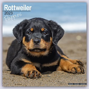 Rottweiler Puppies – Rottweiler Welpen 2023 – 16-Monatskalender