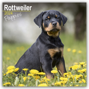 Rottweiler Puppies – Rottweiler Welpen 2024 – 16-Monatskalender