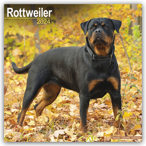 Rottweiler – Rottweiler 2024 – 16-Monatskalender