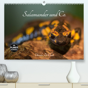 Salamander und Co. (Premium, hochwertiger DIN A2 Wandkalender 2023, Kunstdruck in Hochglanz) von Di Chito,  Ursula