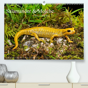 Salamander und Molche (Premium, hochwertiger DIN A2 Wandkalender 2023, Kunstdruck in Hochglanz) von Trapp,  Benny