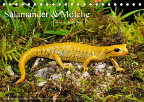 Salamander und Molche (Tischkalender 2023 DIN A5 quer) von Trapp,  Benny