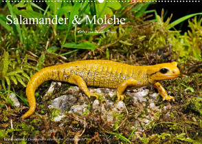 Salamander und Molche (Wandkalender 2023 DIN A2 quer) von Trapp,  Benny