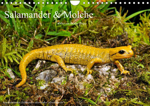 Salamander und Molche (Wandkalender 2023 DIN A4 quer) von Trapp,  Benny