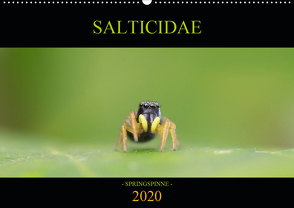 SALTICIDAE Kalender 2020 (Wandkalender 2020 DIN A2 quer) von Danielzik,  David