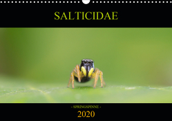 SALTICIDAE Kalender 2020 (Wandkalender 2020 DIN A3 quer) von Danielzik,  David