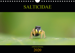 SALTICIDAE Kalender 2020 (Wandkalender 2020 DIN A4 quer) von Danielzik,  David