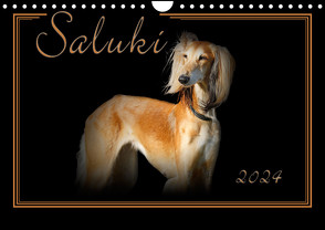 Saluki 2024 (Wandkalender 2024 DIN A4 quer), CALVENDO Monatskalender von Redecker,  Andrea