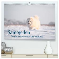 Samojeden – Liebenswerte Fellkugeln (hochwertiger Premium Wandkalender 2024 DIN A2 quer), Kunstdruck in Hochglanz von Mirsberger,  Annett