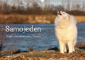 Samojeden – Liebenswerte Fellkugeln (Wandkalender 2018 DIN A3 quer) von Annett Mirsberger,  Tierpfoto