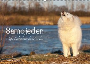 Samojeden – Liebenswerte Fellkugeln (Wandkalender 2019 DIN A2 quer) von Annett Mirsberger,  Tierpfoto