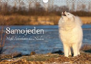 Samojeden – Liebenswerte Fellkugeln (Wandkalender 2019 DIN A4 quer) von Annett Mirsberger,  Tierpfoto