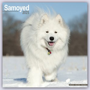 Samoyed – Samojeden 2023 – 16-Monatskalender