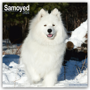 Samoyed – Samojeden 2024 – 16-Monatskalender