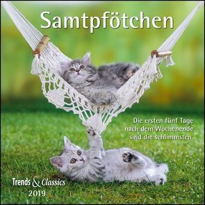 Samtpfötchen 2019 – Broschürenkalender – Wandkalender – Katzenkalender – mit herausnehmbarem Poster – Format 30 x 30 cm von DUMONT Kalenderverlag