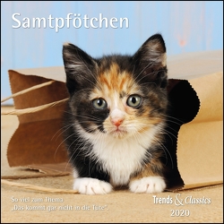 Samtpfötchen 2020 – Broschürenkalender – Wandkalender – Katzenkalender – mit herausnehmbarem Poster – Format 30 x 30 cm von DUMONT Kalenderverlag