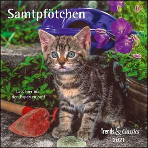 Samtpfötchen 2021 – Broschürenkalender – Wandkalender – Katzenkalender – mit herausnehmbarem Poster – Format 30 x 30 cm