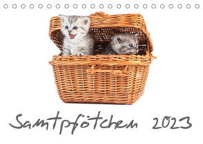 Samtpfötchen (Tischkalender 2023 DIN A5 quer) von HeschFoto